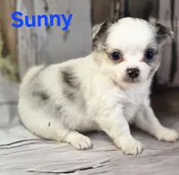 AKC Sunny, a male Chihuahua for sale in Homerville, GA – 2 of 10