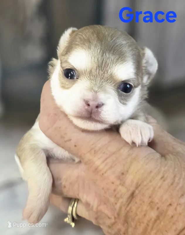 CKC Grace  – Chihuahua puppy for sale in Homerville, GA