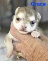 CKC Grace , a female Chihuahua for sale in Homerville, GA – 1 of 9