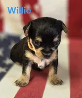 Willie, a male Chorkie for sale in Homerville, GA – 5 of 10
