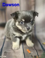 CKC Dawson, a male Chihuahua for sale in Homerville, GA – 7 of 9