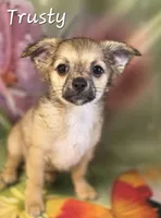 CKC Trusty, a male Chihuahua for sale in Homerville, GA – 5 of 10