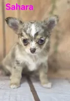 CKC Sahara , a female Chihuahua for sale in Homerville, GA – 3 of 10