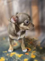 AKC Daisy, a female Chihuahua for sale in Homerville, GA – 9 of 10