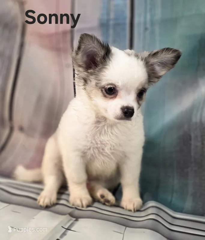 AKC Sonny – Chihuahua puppy for sale in Homerville, GA