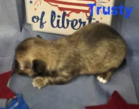 AKC Trusty, a male Chihuahua for sale in Homerville, GA – 6 of 10