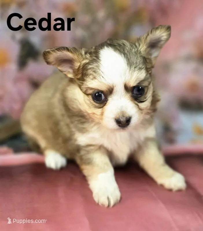 CKC Cedar – Chihuahua puppy for sale in Homerville, GA
