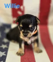 Willie, a male Chorkie for sale in Homerville, GA – 9 of 10