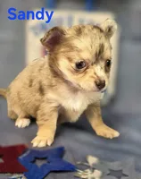 CKC Sandy , a female Chihuahua for sale in Homerville, GA – 6 of 10