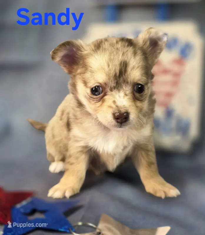 CKC Sandy  – Chihuahua puppy for sale in Homerville, GA