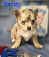 CKC Sandy , a female Chihuahua for sale in Homerville, GA – 1 of 10