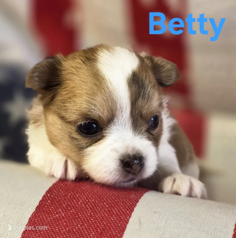 CKC Betty – Chihuahua puppy for sale in Homerville, GA