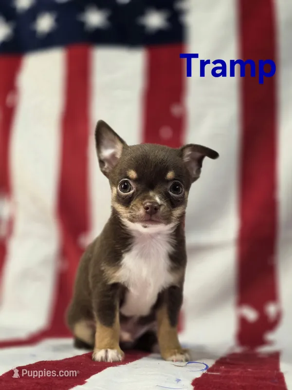 AKC Tramp  – Chihuahua puppy for sale in Homerville, GA