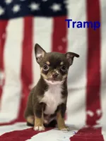 CKC Tramp , a male Chihuahua for sale in Homerville, GA – 1 of 10