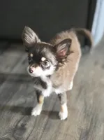 AKC Dallas pending, a female Chihuahua for sale in Homerville, GA – 2 of 9
