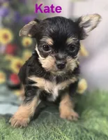 Kate, a female Yorkshire Terrier and Chorkie for sale in Homerville, GA – 8 of 10