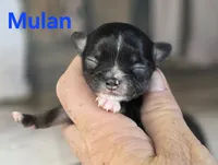 CKC Mulan, a female Chihuahua for sale in Homerville, GA – 3 of 8
