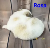AKC Rosa, a female Chihuahua for sale in Homerville, GA – 8 of 10