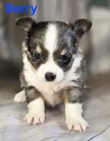 CKC Berry, a male Chihuahua for sale in Homerville, GA – 3 of 10