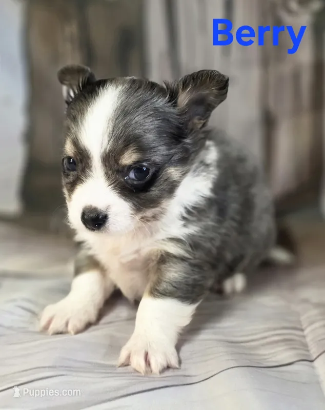 CKC Berry – Chihuahua puppy for sale in Homerville, GA