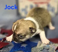 Akc Jock, a male Chihuahua for sale in Homerville, GA – 7 of 10