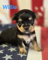Willie, a male Chorkie for sale in Homerville, GA – 7 of 10