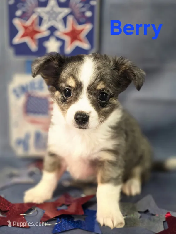 CKC Berry – Chihuahua puppy for sale in Homerville, GA