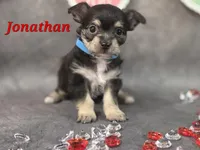 Jonathan, a male Chihuahua and Chorkie for sale in Homerville, GA – Photo 7 of 10