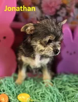 Jonathan, a male Chihuahua and Chorkie for sale in Homerville, GA – Photo 3 of 10