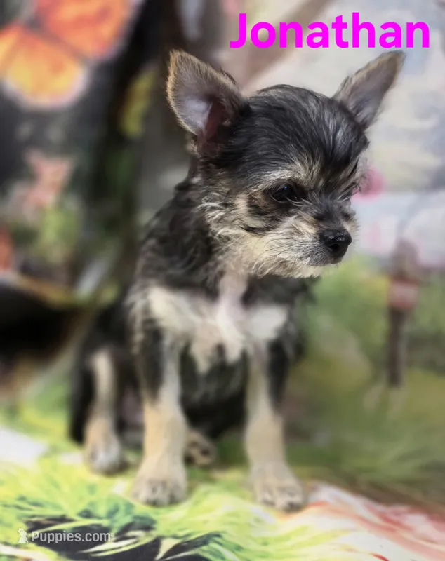Jonathan – Chihuahua, Chorkie puppy for sale in Homerville, GA