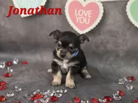 Jonathan, a male Chihuahua and Chorkie for sale in Homerville, GA – Photo 9 of 10