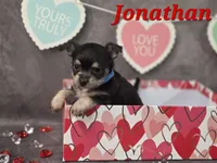 Jonathan, a male Chihuahua and Chorkie for sale in Homerville, GA – Photo 3 of 10