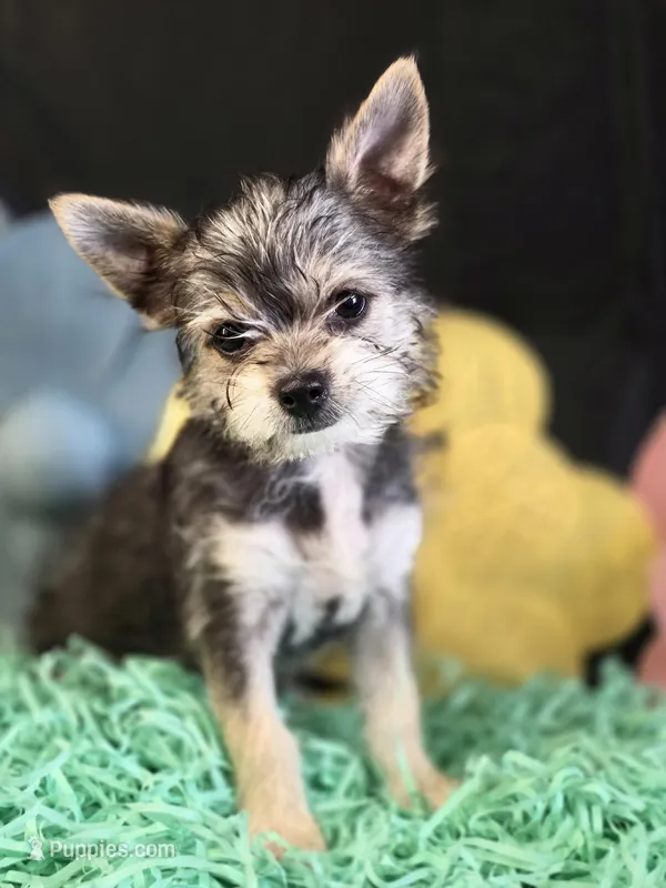 Jonathan – Chihuahua, Chorkie puppy for sale in Homerville, GA