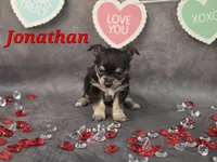 Jonathan, a male Chihuahua and Chorkie for sale in Homerville, GA – Photo 10 of 10