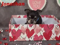 Jonathan, a male Chihuahua and Chorkie for sale in Homerville, GA – Photo 2 of 10