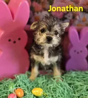 Jonathan, a male Chihuahua and Chorkie for sale in Homerville, GA – Photo 4 of 10