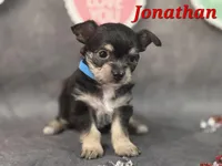 Jonathan, a male Chihuahua and Chorkie for sale in Homerville, GA – Photo 6 of 10