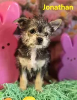 Jonathan, a male Chihuahua and Chorkie for sale in Homerville, GA – Photo 5 of 10