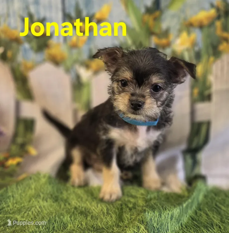 Jonathan – Chihuahua, Chorkie puppy for sale in Homerville, GA