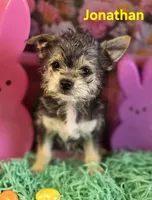 Jonathan, a male Chihuahua and Chorkie for sale in Homerville, GA – Photo 2 of 10