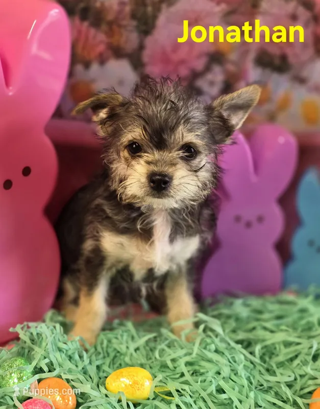 Jonathan – Chihuahua, Chorkie puppy for sale in Homerville, GA