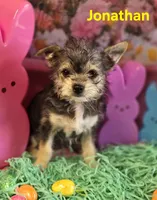 Jonathan, a male Chihuahua and Chorkie for sale in Homerville, GA – Photo 1 of 10