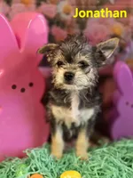 Jonathan, a male Chihuahua and Chorkie for sale in Homerville, GA – Photo 10 of 10