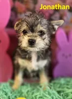 Jonathan, a male Chihuahua and Chorkie for sale in Homerville, GA – Photo 7 of 10