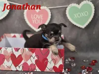 Jonathan, a male Chihuahua and Chorkie for sale in Homerville, GA – Photo 1 of 10