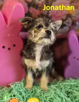 Jonathan, a male Chihuahua and Chorkie for sale in Homerville, GA – Photo 6 of 10