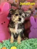 Jonathan, a male Chihuahua and Chorkie for sale in Homerville, GA – Photo 9 of 10