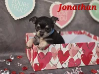 Jonathan, a male Chihuahua and Chorkie for sale in Homerville, GA – Photo 4 of 10