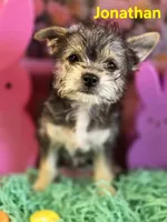 Jonathan, a male Chihuahua and Chorkie for sale in Homerville, GA – Photo 8 of 10