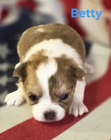 CKC Betty, a female Chihuahua for sale in Homerville, GA – 6 of 10